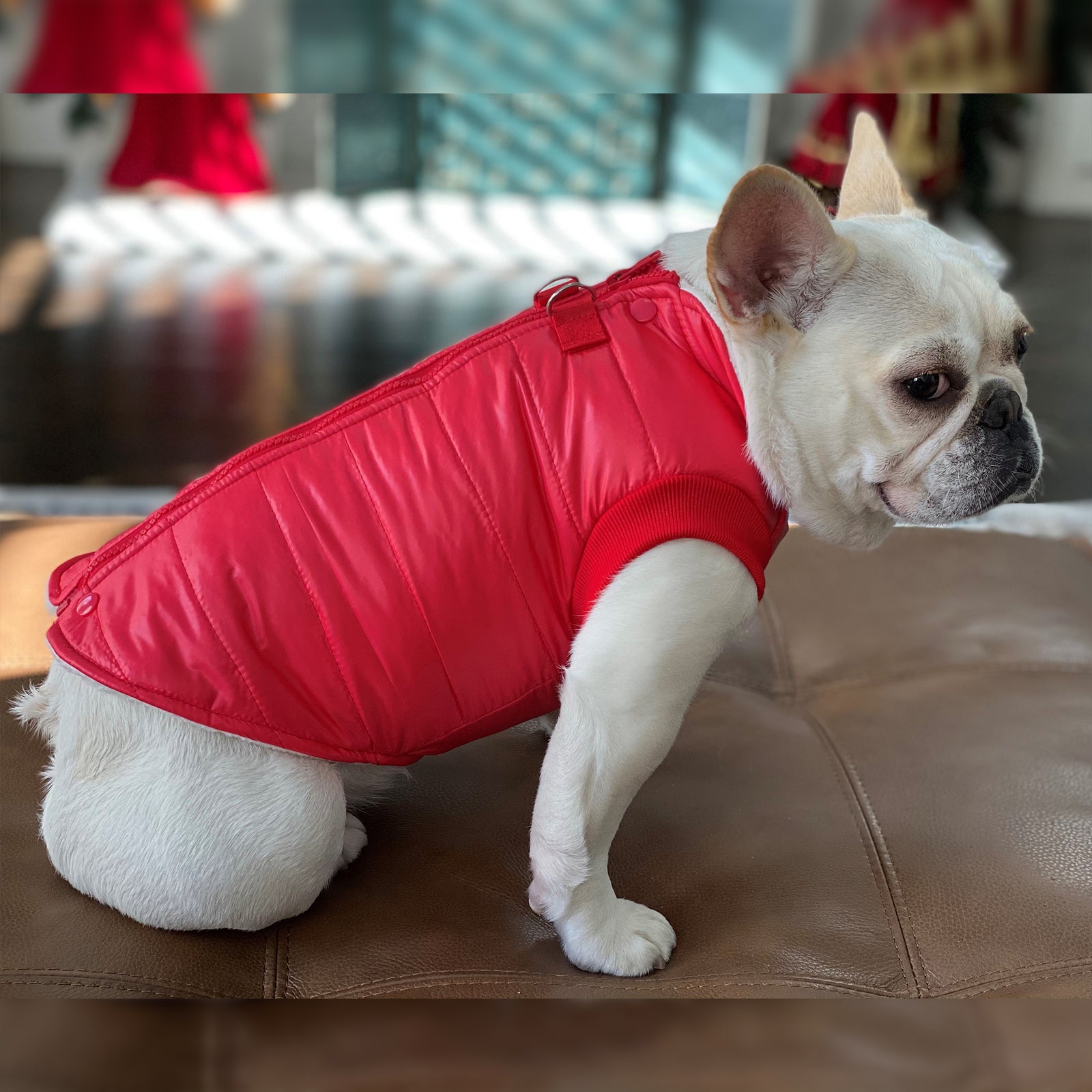 Padded Vest Jacket with Zipper Closure and Leash Ring - Primeware Inc.